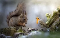 Jigsaw Puzzle Robin and squirrel