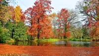 Zagadka leafy pond