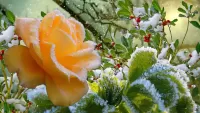 Quebra-cabeça Snowy rose