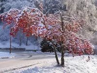Bulmaca Snow-covered rowan-tree