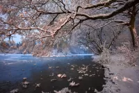 Quebra-cabeça Snowy branch