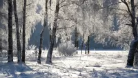 パズル Snowy birch
