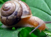 Quebra-cabeça Snail breakfast