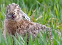 Quebra-cabeça Rabbit in the grass