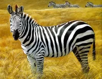Slagalica Zebra