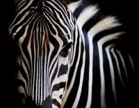 Slagalica Zebra