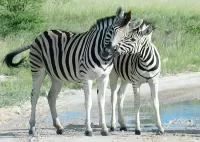 Quebra-cabeça Zebra