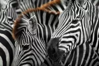 Quebra-cabeça Zebra