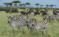 Jigsaw Puzzle Zebras and buffaloes