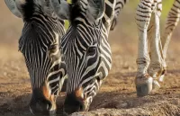 Quebra-cabeça Zebras at the watering