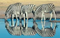 パズル Zebras at the watering