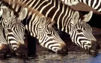 Zagadka Zebras at the watering