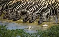 Слагалица Zebras at the watering