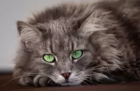 Zagadka Green-eyed cat