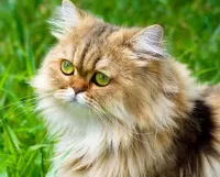Quebra-cabeça Green eyed cat