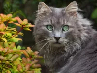 Rompecabezas green-eyed cat