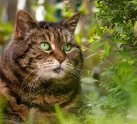 Jigsaw Puzzle green-eyed cat