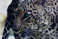 Quebra-cabeça Green-eyed leopard