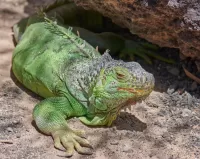 Puzzle Green iguana
