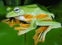 Puzzle Green frog