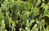 Puzzle Green cacti