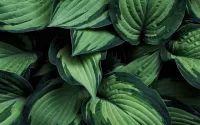 Bulmaca Green leaves