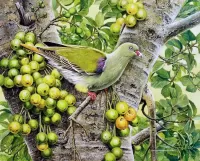 Jigsaw Puzzle Green dove