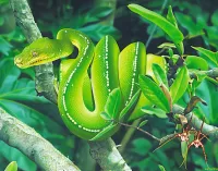 Jigsaw Puzzle Green snake
