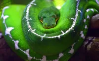 パズル Green python