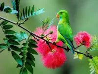 Пазл Зелёный попугай