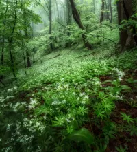 Jigsaw Puzzle Green morning