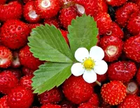 Bulmaca Strawberry still-life