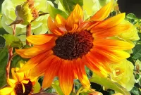 Puzzle Hot sunflower