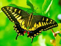 Quebra-cabeça Yellow butterfly