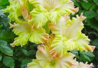 Rompicapo Yellow gladioli
