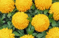 Слагалица Yellow chrysanthemums