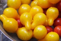 Bulmaca Zheltie pomidori