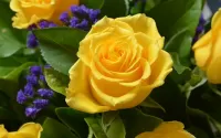 Puzzle yellow roses