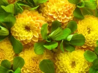 Пазл Желтые цветы 