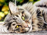 パズル Yellow-eyed cat