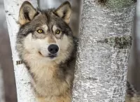 Bulmaca Yellow-eyed wolf