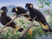 Jigsaw Puzzle Yellow-tailed black cockatoo