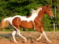 Rompicapo Stallion