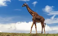 Rätsel Giraffe