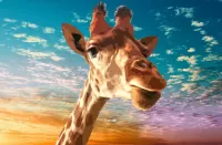 Rompecabezas Giraffe