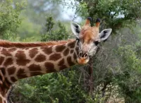 Rompecabezas Giraffe 