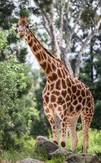 Rätsel Giraffe