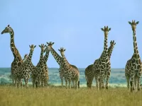 Слагалица Giraffes