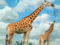 Пазл Жирафы