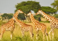 Quebra-cabeça Giraffes